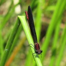 Calopteryx haemorrhoidalis (Vander Linde, 1825)Calopteryx haemorrhoidalis (Vander Linde, 1825)