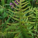 Polypodium cambricum L.Polypodium cambricum L.