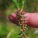 Erica scoparia L.Erica scoparia L.