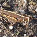 Calliptamus sp. Serville, 1831Calliptamus sp. Serville, 1831