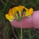 Lotus corniculatus L.Lotus corniculatus L.