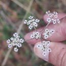 Silphiodaucus prutenicus (L.) Spalik, Wojew., Banasiak, Piwczyñski & Reduron subsp. dufourianus (Rouy & E.G.Camus) ReduronSilphiodaucus prutenicus (L.) Spalik, Wojew., Banasiak, Piwczyñski & Reduron subsp. dufourianus (Rouy & E.G.Camus) Reduron