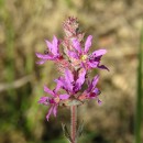 Identifícalas