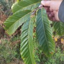 Castanea sativa Mill.Castanea sativa Mill.