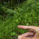 Digitaria sanguinalis (L.) Scop.Digitaria sanguinalis (L.) Scop.