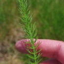 Trocdaris verticillatum (L.) Raf.Trocdaris verticillatum (L.) Raf.