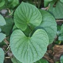 Viola palustris L.Viola palustris L.