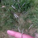 Helictochloa marginata (Lowe) Romero ZarcoHelictochloa marginata (Lowe) Romero Zarco
