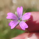 Geranium columbinum L.Geranium columbinum L.