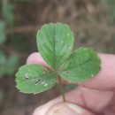 Potentilla montana Brot.Potentilla montana Brot.