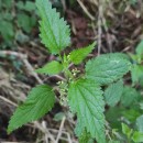 Urtica dioica L.Urtica dioica L.