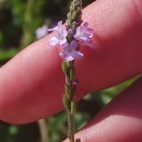 Verbena officinalis L.Verbena officinalis L.