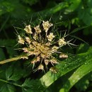 Daucus carota  L.Daucus carota  L.