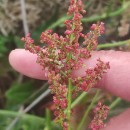 Rumex acetosa L. subsp. biformis (Lange) Castrov.& Valdés Berm.Rumex acetosa L. subsp. biformis (Lange) Castrov.& Valdés Berm.