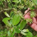 Salix atrocinerea Brot.Salix atrocinerea Brot.