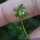 Myosotis discolor Pers. subsp. dubia (Arrond.) BlaiseMyosotis discolor Pers. subsp. dubia (Arrond.) Blaise