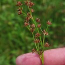 Juncus acutiflorus Ehrh. ex Hoffm.Juncus acutiflorus Ehrh. ex Hoffm.