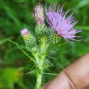 Cirsium palustre (L.) Scop.Cirsium palustre (L.) Scop.