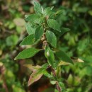 Parietaria judaica L.Parietaria judaica L.