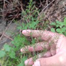 Foeniculum vulgare Mill.Foeniculum vulgare Mill.
