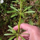 Galium aparine L.Galium aparine L.