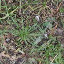Plantago coronopus L.Plantago coronopus L.
