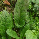 Scrophularia auriculata L.Scrophularia auriculata L.