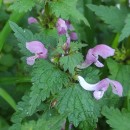 Lamium maculatum L.Lamium maculatum L.