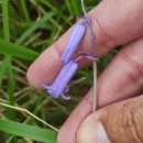 Hyacinthoides non-scripta (L.) Chouard ex Rothm.Hyacinthoides non-scripta (L.) Chouard ex Rothm.