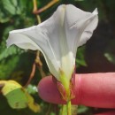 Calystegia sepium (L.) R. Br.Calystegia sepium (L.) R. Br.