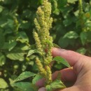 Amaranthus powellii S. WatsonAmaranthus powellii S. Watson