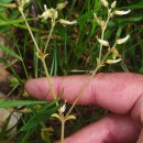 Cerastium glomeratum Thuill.Cerastium glomeratum Thuill.