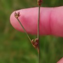 Juncus bulbosus L.Juncus bulbosus L.