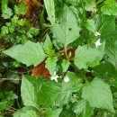 Solanum nigrum L.Solanum nigrum L.