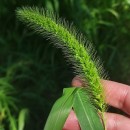 Setaria faberi Herm.Setaria faberi Herm.
