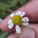 Anthemis arvensis L. subsp. arvensisAnthemis arvensis L. subsp. arvensis
