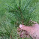 Pinus radiata D. DonPinus radiata D. Don