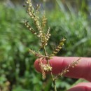 Echinochloa crus-galli (L.) Beauv.Echinochloa crus-galli (L.) Beauv.