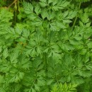 Oenanthe crocata L.Oenanthe crocata L.