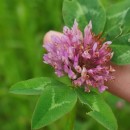 Trifolium pratense L.Trifolium pratense L.