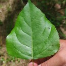 Populus x canadensis MoenchPopulus x canadensis Moench