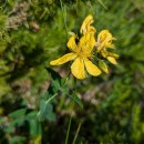 Hypericum richeri Vill. subsp. burseri (DC.) NymanHypericum richeri Vill. subsp. burseri (DC.) Nyman