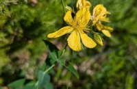 Hypericum richeri Vill. subsp. burseri (DC.) NymanHypericum richeri Vill. subsp. burseri (DC.) Nyman