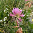 Trifolium alpinum L.Trifolium alpinum L.