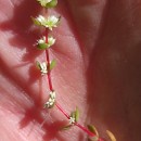 Illecebrum verticillatum L.Illecebrum verticillatum L.