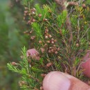 Erica arborea L.Erica arborea L.