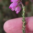 Erica tetralix L.Erica tetralix L.