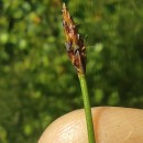 Eleocharis multicaulis (Sm.) Desv.Eleocharis multicaulis (Sm.) Desv.
