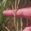 Brachypodium pinnatum (L.) Beauv.Brachypodium pinnatum (L.) Beauv.