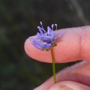 Jasione montana L.Jasione montana L.